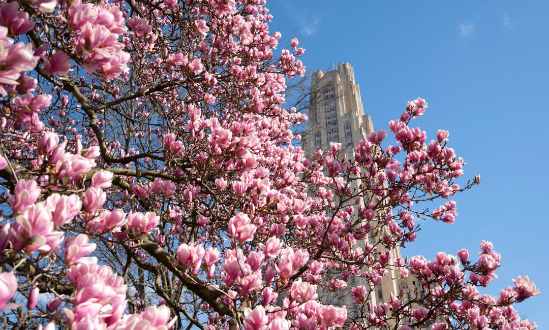 Promotions and Tenure